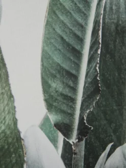 Leinwand-Druck-gerahmt, Grün -KIBEK Verkäufe Botanik Druckgerahmt Gruen 50x70 lup