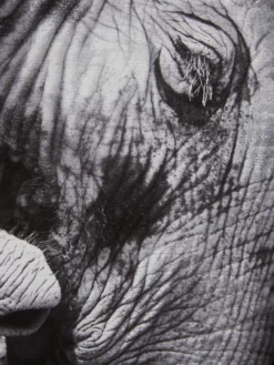 Leinwand-Druck-gerahmt, Schwarz -KIBEK Verkäufe ElephantBaby Druckgerahmt Grau Schwarz 60x60 lup