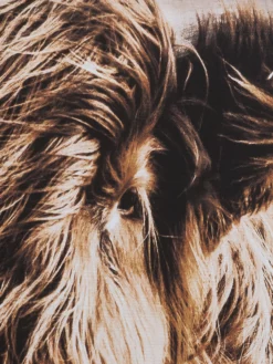 Leinwandbild, Braun -KIBEK Verkäufe Highlandrind Leinwandbild Braun 83x103 lup1