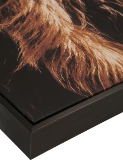 Leinwandbild, Braun -KIBEK Verkäufe Highlandrind Leinwandbild Braun 83x103 lup2