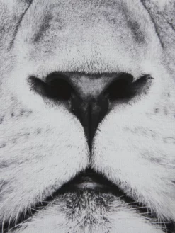 Leinwand-Druck-gerahmt, Schwarz/Grau 9 Leinwand-Druck-gerahmt, Schwarz/Grau -KIBEK Verkäufe KingLeo Druckgerahmt Grau SchwarzGrau 50x70 lup