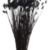 Trockenblume, Schwarz -KIBEK Verkäufe Lagurus Trockenblume Schwarz 75cm pla1