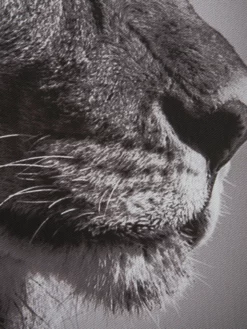 Leinwand-Druck-gerahmt, Dunkelgrau -KIBEK Verkäufe Lionhead Druckgerahmt Grau Dunkelgrau 50x70 lup