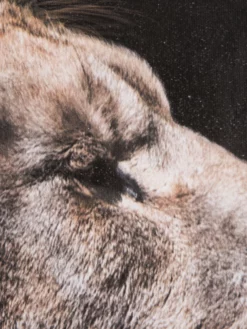 Leinwand Druck, Braun -KIBEK Verkäufe LoeweimGras LeinwandDruck Braun 80x80 lup1