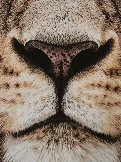 Leinwand-Druck-gerahmt, Braun -KIBEK Verkäufe Loewenkoenig Druckgerahmt Braun 50x70 lup