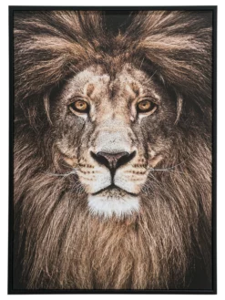 Leinwand-Druck-gerahmt, Braun -KIBEK Verkäufe Loewenkoenig Druckgerahmt Braun 50x70 pla
