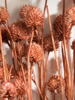 Trockenblume, Autumn Red -KIBEK Verkäufe Phalaris Trockenblume Orange AutumnRed 50cm lup